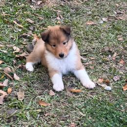 Prancer - Sable and white male Collie puppy in Carencro, Louisiana from Cajun Bayou's Collies LLC