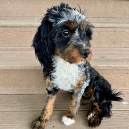 Twix - Cavapoo