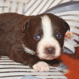 Kader - Red & white male Miniature Australian Shepherd puppy in Patterson, North Carolina from DreamLine Aussies
