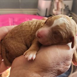 Red tuxedo girly - Red female Labradoodle puppy in Phelan, California from Family Doodles
