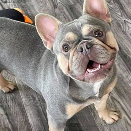 French Bulldogs from Beaming Frenchies