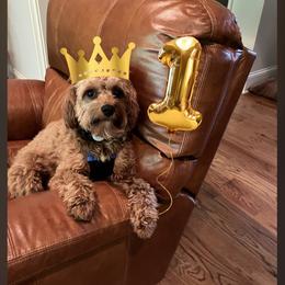 Cavapoo, Maltese, and Maltipoo All Grown Up from Carolina Canines