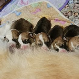 Pembroke Welsh Corgi Puppies from Hart's