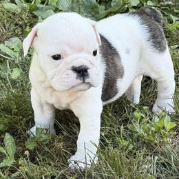 Ash - Red and white female Bulldog puppy in Christiana, Delaware from TnTsBulldogs
