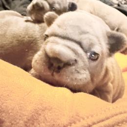 Fitzgerald - Blue male French Bulldog puppy in Deer Park, Texas from Lots of Ropes French Bulldogs