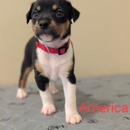 America - White black and tan female Rat Terrier puppy in Sharon, Ohio from Forest Grove Rat Terriers