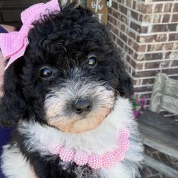 Bora Bora - Parti female Goldendoodle puppy in Mc Kinney, Texas from Flair Doodles