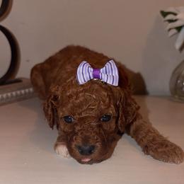 Everest - Red  female Goldendoodle puppy in Springfield, Tennessee from BK3 Miniature Goldendoodles