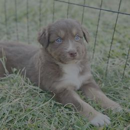 Puppy 5 - Red tri-color female Australian Shepherd puppy in Hillview, Illinois from Malin Family Aussies
