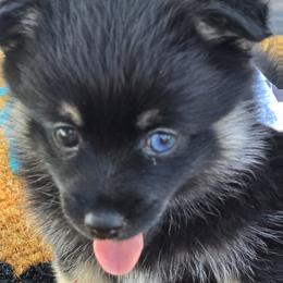 Sterling (1850) - Tri-color male Pomsky puppy in Fallon, Nevada from Amazing High Desert Pomskys