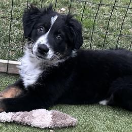Girl 2 - Black tri-color Australian Shepherd puppy in Perkasie, Pennsylvania from Kid’s Kingdom Australian Shepherds