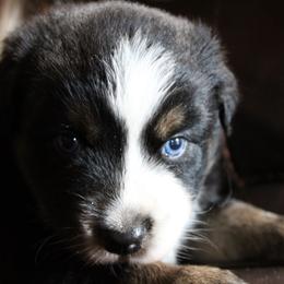 Marshall - Black tri-color male Australian Shepherd puppy in Sonoita, Arizona from Gardner Canyon Kennels