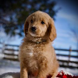 Sesame - Apricot female Goldendoodle puppy in Mc Arthur, California from California Golden Love