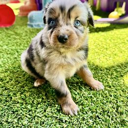 Blue female - Blue merle female Miniature Australian Shepherd puppy in Lemon Cove, California from Magic Ranch Mini Aussies
