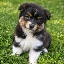 Boomer - Blue merle male Miniature American Shepherd puppy in Leitchfield, Kentucky from Legendmaker MAS