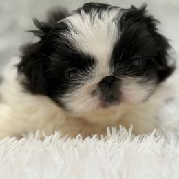 Daisy - Black female Pekingese puppy in Rochester Hills, Michigan from Dreamers Pekingese