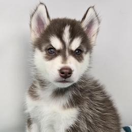 Rocket - Red and white male Siberian Husky puppy in Kansas City, Missouri from Anuun's Huskies