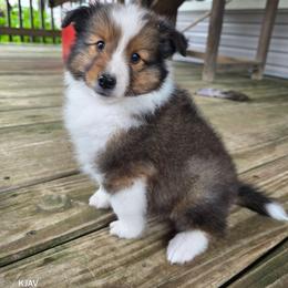 Major - Sable and white male Shetland Sheepdog puppy in Greenfield, Ohio from KJAV Shetland Sheepdogs