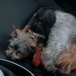 Yorkshire Terriers from Baile Donn Farms