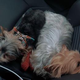 Yorkshire Terriers from Baile Donn Farms