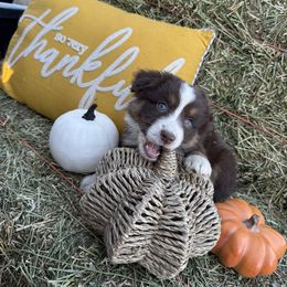 Girl 3 - Red tri-color female Australian Shepherd puppy in San Bernardino, California from Zermeno Ranch
