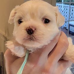 Janice - Cream female Shichon puppy in Kent, Washington from Mad Hatter Farm