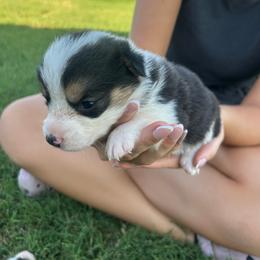 Girl 3 - Black and tan female Pembroke Welsh Corgi puppy in Honey Grove, Texas from JK Ranch Corgis