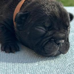 French Bulldogs from Wonderworld Frenchies