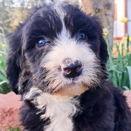 Sheepadoodle puppies from Kelley's Goldens Poodles and Doodles