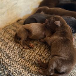 Yellow - Chocolate male Labrador Retriever puppy in Millville, New Jersey from Creekside Canines