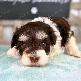 Candy - Parti female Miniature Schnauzer puppy in Hockley, Texas from Dixieland Miniature Schnauzers