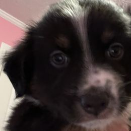 Girl 3 - Black Miniature Australian Shepherd puppy in Corydon, Indiana from Arbuckle’s Lookin Good Aussies (LGA)