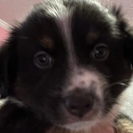 Girl 3 - Black Miniature Australian Shepherd puppy in Corydon, Indiana from Arbuckle’s Lookin Good Aussies (LGA)