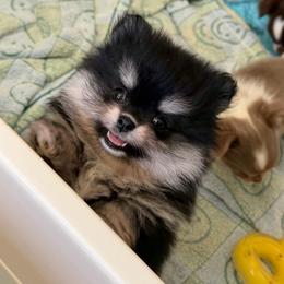 Ziggy - Black and tan male Pomeranian puppy in Newport Beach, California from Exotic City Pomeranians and chihuahuas