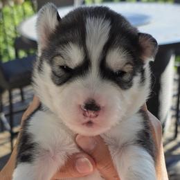 Girl 2 - female Siberian Husky puppy in Auburn, Washington from Black Diamond Siberian Huskies