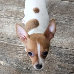 Rocket - Toy Fox Terrier