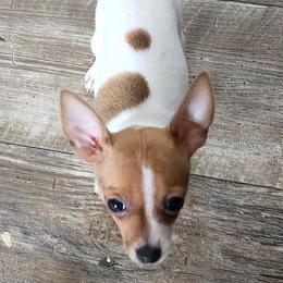 Rocket - Toy Fox Terrier