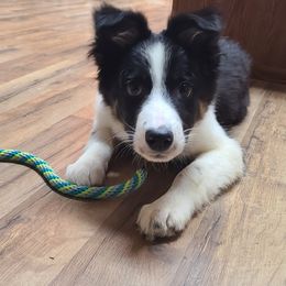 Border Collie, Miniature American Shepherd, and Miniature Australian Shepherd Puppies from Greenbriar Hills