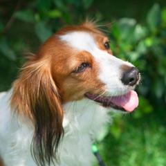 Irish Water Spaniels and Nederlandse Kooikerhondjes from Madcap