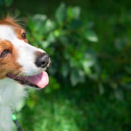Irish Water Spaniels and Nederlandse Kooikerhondjes from Madcap