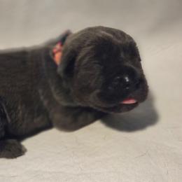 Pink collar - Blue female Great Dane puppy in Mineola, Texas from RC Ranch Great Danes And Cane Corsos