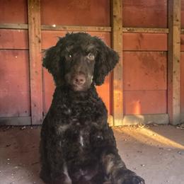 Green collar PHANTOM Boy - Black male Poodle puppy in Henagar, Alabama from Windy Oak Kennels