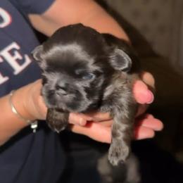 Suzie - Blue female Shih Tzu puppy in Madera Acres, California from California Shih Tzu’s