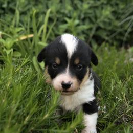 E35 - Black and tan female Companion Cross puppy in Fairview, South Dakota from Dakota Toy Aussies
