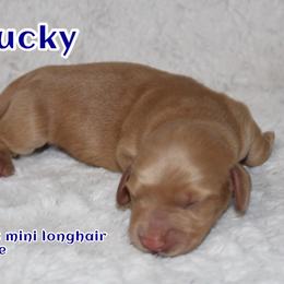 Ducky - Red male Dachshund puppy in Powderly, Texas from Kuttin’ Up Mini Aussies
