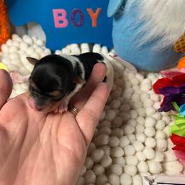 Boy 2 (1900) - Parti male Yorkshire Terrier puppy in Douglas, Georgia from Southern Georgia Yorkies and biewers