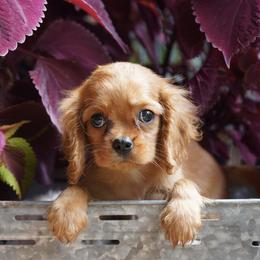 Darby - Ruby female Cavalier King Charles Spaniel puppy in Lula, Georgia from Cavaliers by Crumley