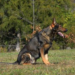 German Shepherds from Von Müllerstrand
