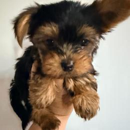 Boy - Black and gold male Yorkshire Terrier puppy in Gilbert, Arizona from Yorkie Your Soulmate Puppy