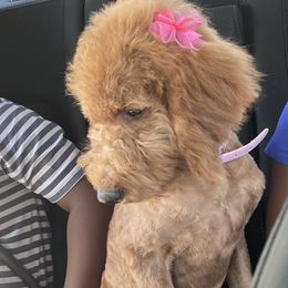 BB - Poodle